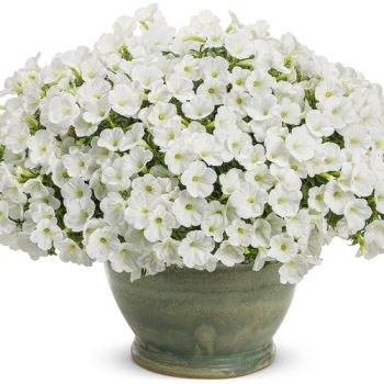 Minipetnie vzpmen VISTA WHITE, kont. 0,5 l