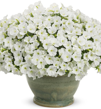 Pet�nie p�evisl� �SUPERTUNIA� MINI VISTA WHITE�, kont. 0,5 l