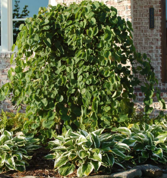 Zmarlika VANILLA TWIST na kmnku 90 cm, kont. 10 l