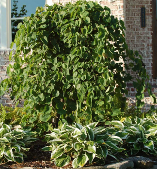 Zmarlika VANILLA TWIST na kmnku 90 cm, kont. 10 l
