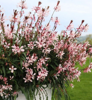 Gaura Lindheimeri GRACEFUL LIGHT PINK kont. 0,5 l