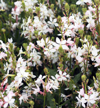 Gaura Lindheimeri GRACEFUL WHITE kont. 0,5 l