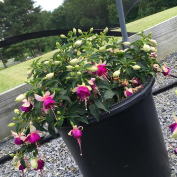 Fuchsia vzp��men� �JOLLIES VALENCE�, kont. 0,5 l