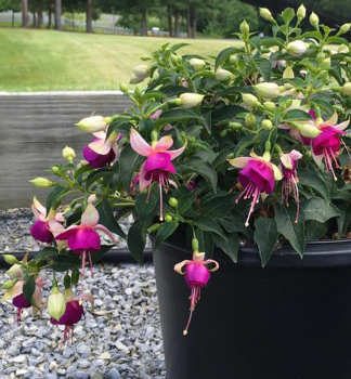 Fuchsia vzp��men� �JOLLIES VALENCE�, kont. 0,5 l