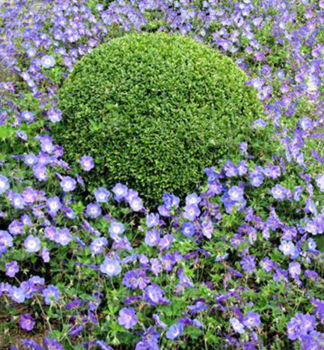 Kakost �ROZANNE�� kont. 0,5 l