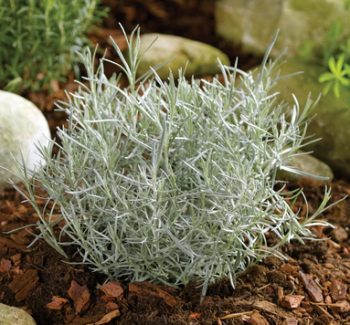 Kari ko�en� �TIKKA� kont. 1 l