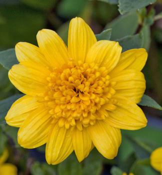 Slunenice mnohokvt DOUBLE WHAMMY kont. 0,5 l