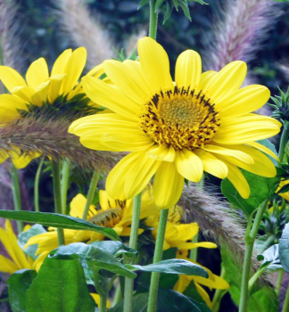 Slunečnice mnohokvětá ´SUNCATCHER PURE GOLD®´ kont. 0,5 l 