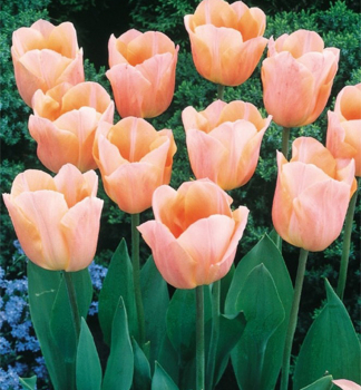 Tulip�n �APRICOT BEAUTY� 5 ks v balen�
