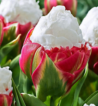 Tulipn ICE CREAM 3 ks v balen