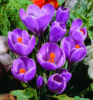 Krokus velkokvt GRAND MAITRE 10 ks v balen