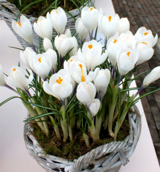 Krokus velkokvt JEANNE DARC 10 ks v balen
