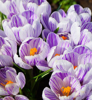 Krokus jarn KING OF THE STRIPED 10 ks v balen
