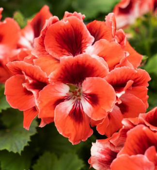 Pelargonie velkokv�t� �ARISTO�MANDARIN�, kont. 0,5 l