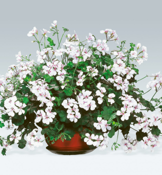 Pelargonie pevisl HAPPY FACE WHITE, kont. 0,3 l