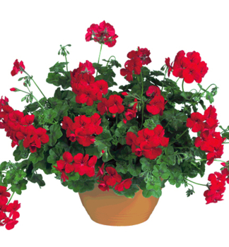 Pelargonie pevisl HAPPY FACE RED, kont. 0,3 l