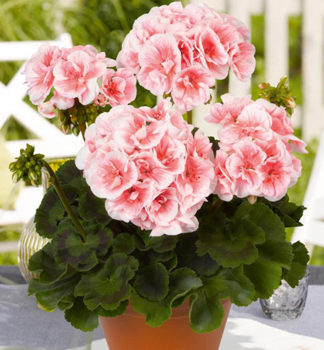 Pelargonie vzpmen SALMON QUEEN, kont. 0,3 l