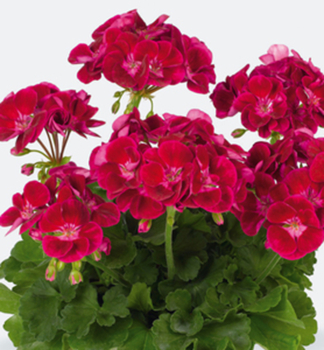 Pelargonie vzpmen FLOWER FAIRY VELVET, kont. 0,3 l