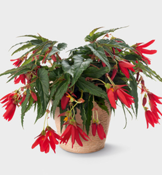 Begnie 'SUNBRERO BASKET SCARLET', kont. 0,3 l