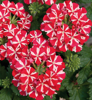 Verbena VOODOO RED STAR, kont. 0,3 l