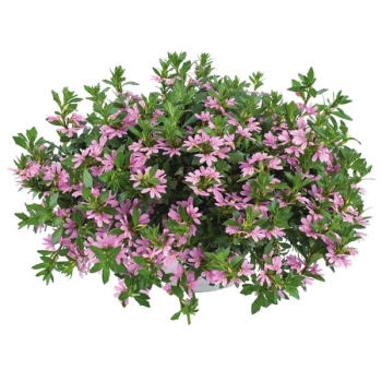 Vjovka PINK BLESSING, kont. 0,3 l