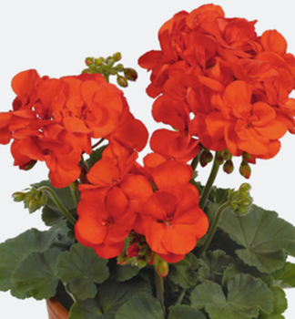 Pelargonie vzpmen SHOCKING ORANGE, kont. 0,3 l