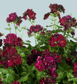 Pelargonie p�evisl� �TOMMY��, kont. 0,5 l