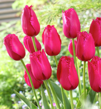 Tulip�n �BURGUNDY LACE� 5 ks v balen�