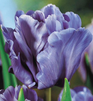 Tulipn BLUE PARROT 5 ks v balen