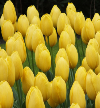 Tulipn BIG SMILE 5 ks v balen