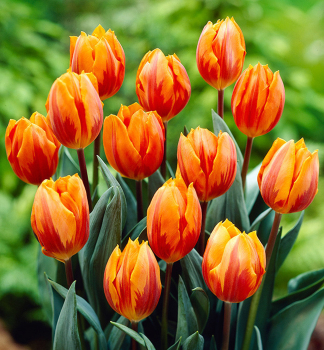 Tulipn PRINCESS IRENE 5 ks v balen