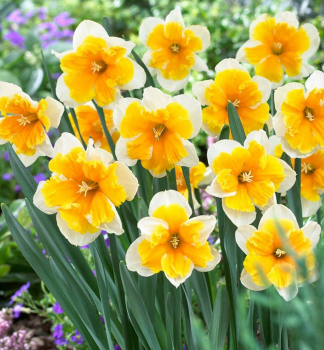 Narcis ORANGERY 5 ks v balen