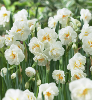 Narcis �BRIDAL CROWN� 5 ks v balen�