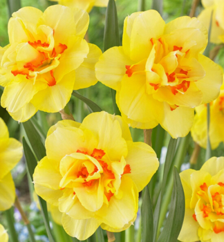 Narcis velkokvětý ´TAHITI´ 5 ks v balení