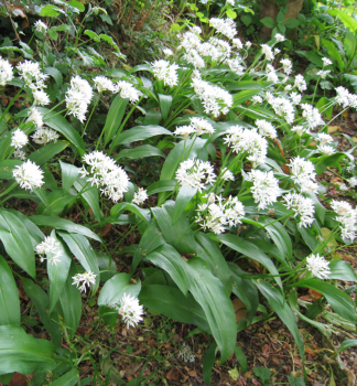 Medvd esnek (Allium ursinum) GISMO, kont. 1 l