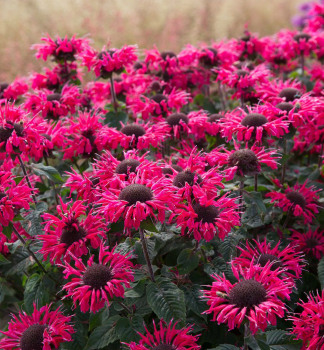 Zavinutka podvojn� �BEE�MERRY� kont. 0,5 l