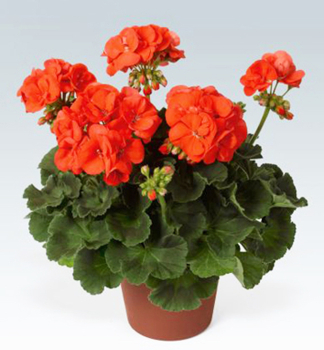 Pelargonie vzpmen MORNING SUN, kont. 0,3 l