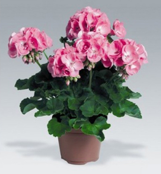 Pelargonie vzpmen CANDY PINK, kont. 0,3 l