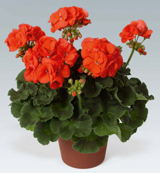 Pelargonie vzpmen ANTHONY, kont. 0,3 l