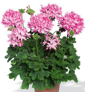 Pelargonie vzpmen FIREWORKSPINK, kont. 0,3 l