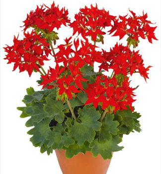 Pelargonie vzpmen FIREWORKSSCARLET kont. 0,3 l