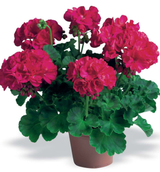 Pelargonie vzpmen FOXY, kont. 0,3 l