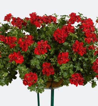 Pelargonie pevisl RUBY, kont. 0,3 l