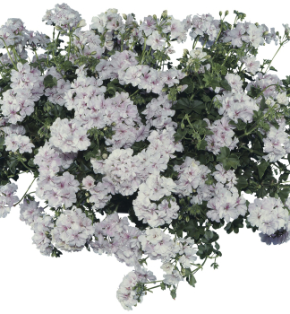 Pelargonie p�evisl� �BLANCHE ROCHE��, kont. 0,5 l