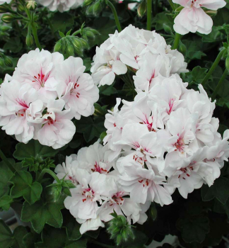 Pelargonie pevisl BLANCHE ROCHE, kont. 0,3 l