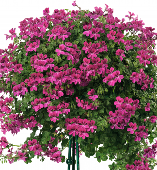 Pelargonie pevisl HAPPY FACE MAGENTA, kont. 0,3 l