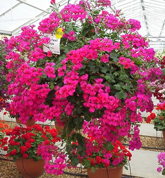 Pelargonie p�evisl� �HAPPY FACE� PURPLE�, kont. 0,5 l