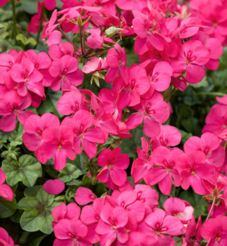 Pelargonie p�evisl� �HAPPY FACE�PINK�, kont. 0,5 l