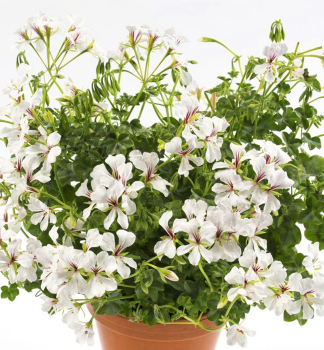 Pelargonie pevisl VILLE DE DRESDEN, kont. 0,3 l