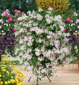 Pelargonie p�evisl� �VILLE DE DRESDEN�, kont. 0,5 l